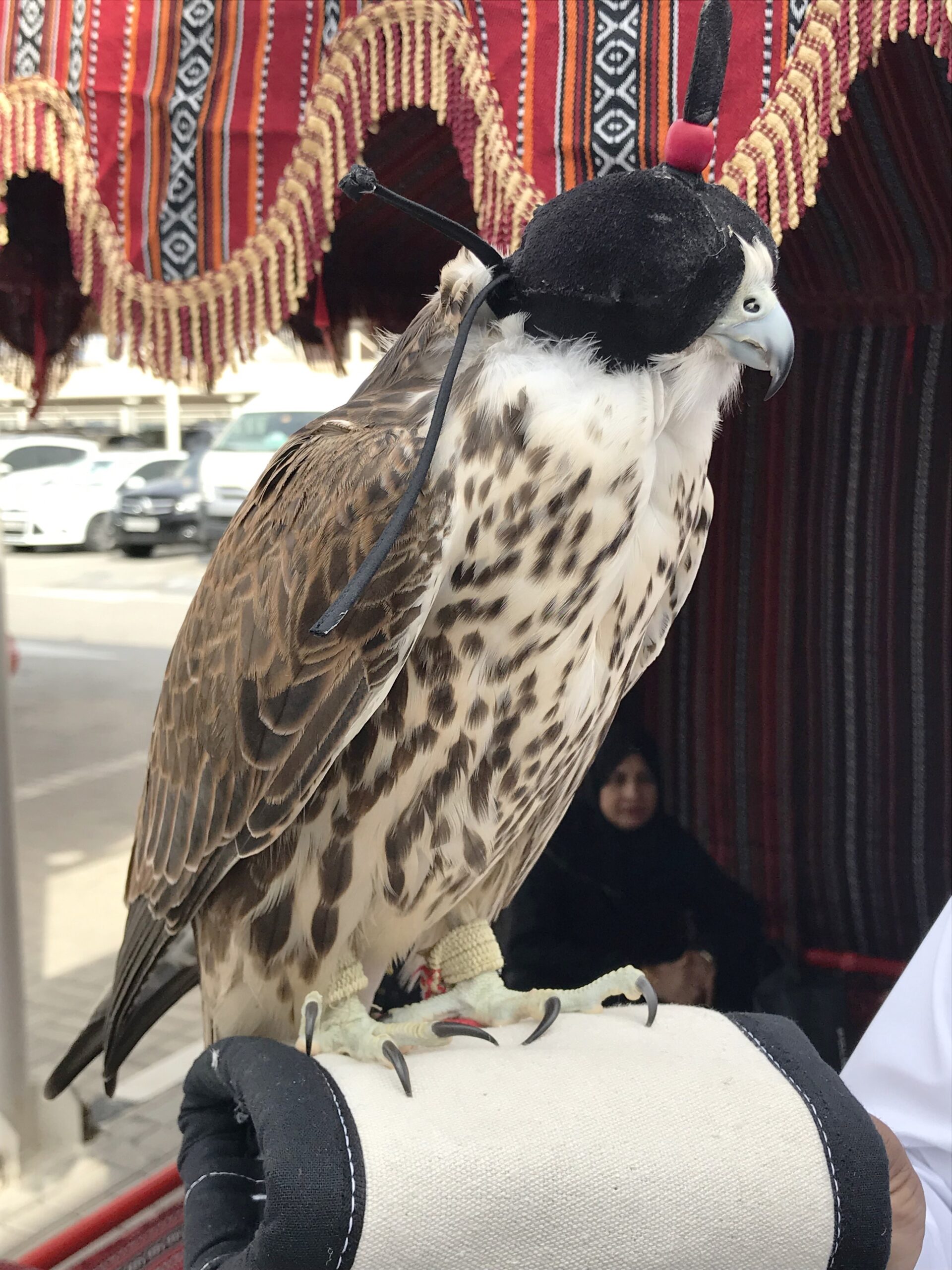 Falcon For National Day